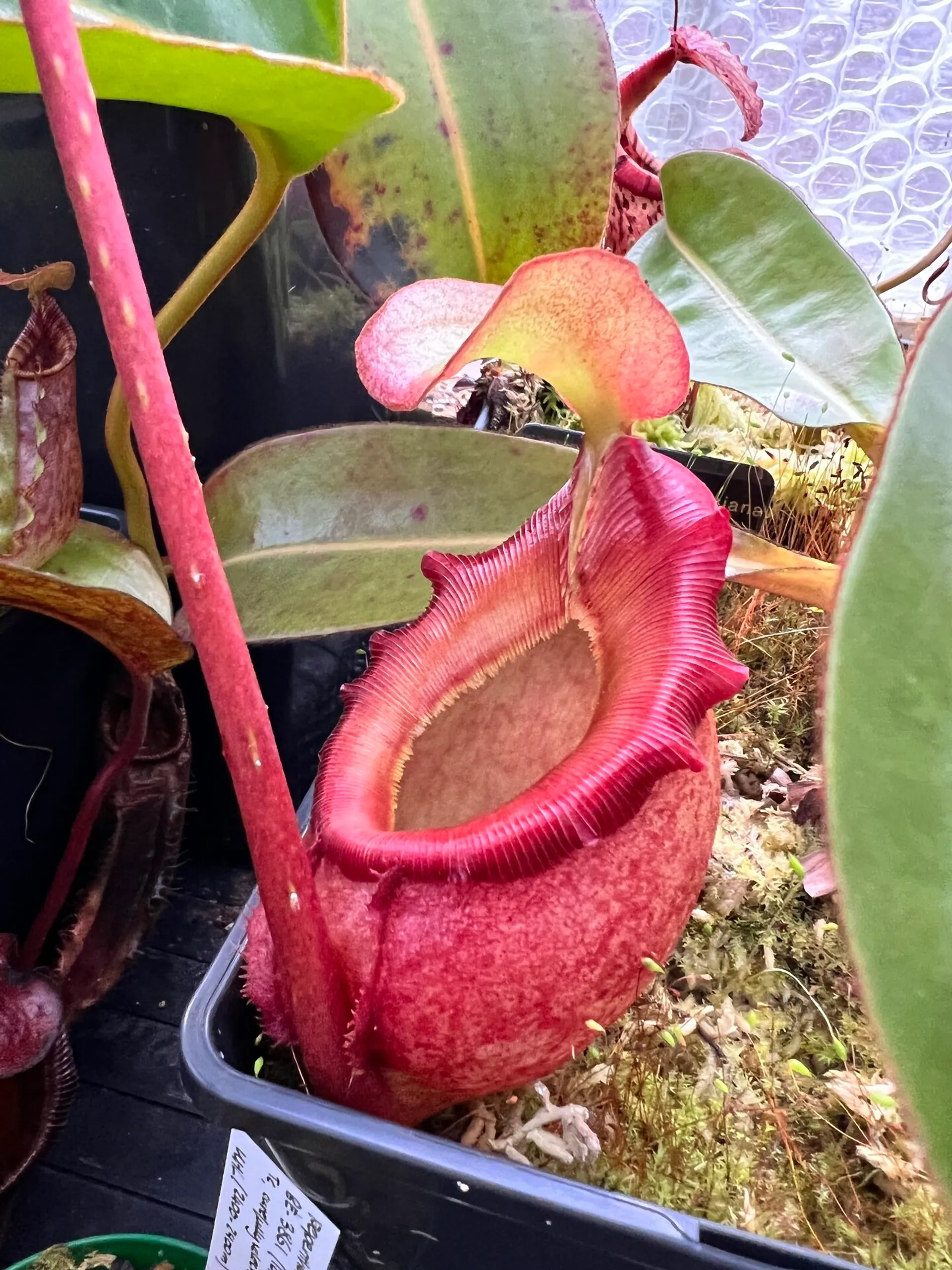 Nepenthes rajah | Tom's Carnivores